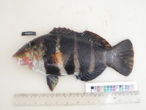  (Hemigymnus fasciatus - F075-1)  @14 [ ] Copyright (2011) Ruby Moothien Pillay Mauritius Oceanography Institute