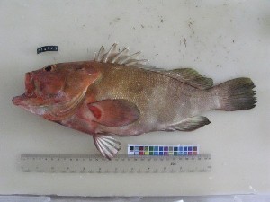  (Epinephelus rivulatus - F163-1)  @14 [ ] Copyright (2011) Mauritius Oceanography Institute Mauritius Oceanography Institute