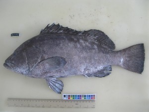  (Epinephelus multinotatus - F170-1)  @11 [ ] Copyright (2011) Mauritius Oceanography Institute Mauritius Oceanography Institute