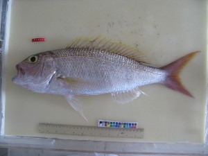  (Pristipomoides multidens - F171-1)  @13 [ ] Copyright (2011) Mauritius Oceanography Institute Mauritius Oceanography Institute
