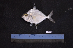  ( - STU012)  @11 [ ] CreativeCommons - Attribution Share-Alike (2023) Unspecified Universiti Malaysia Terengganu