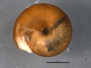  ( - BIOUG09921-D07)  @13 [ ] CreativeCommons - Attribution (2014) CBG Photography Group Centre for Biodiversity Genomics