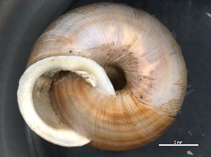  ( - BIOUG09922-B06)  @11 [ ] CreativeCommons - Attribution (2014) CBG Photography Group Centre for Biodiversity Genomics