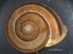  ( - BIOUG09922-B07)  @11 [ ] CreativeCommons - Attribution (2014) CBG Photography Group Centre for Biodiversity Genomics