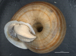  ( - BIOUG09922-B07)  @11 [ ] CreativeCommons - Attribution (2014) CBG Photography Group Centre for Biodiversity Genomics