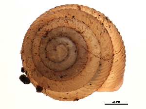  ( - BIOUG14152-G07)  @13 [ ] CreativeCommons - Attribution (2014) CBG Photography Group Centre for Biodiversity Genomics