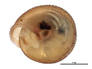  ( - BIOUG14152-G08)  @11 [ ] CreativeCommons - Attribution (2014) CBG Photography Group Centre for Biodiversity Genomics