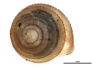  ( - BIOUG14152-G10)  @13 [ ] CreativeCommons - Attribution (2014) CBG Photography Group Centre for Biodiversity Genomics