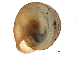  ( - BIOUG14152-G10)  @13 [ ] CreativeCommons - Attribution (2014) CBG Photography Group Centre for Biodiversity Genomics