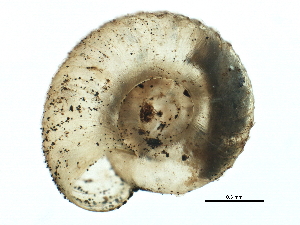  ( - BIOUG14969-G04)  @11 [ ] CreativeCommons - Attribution (2014) CBG Photography Group Centre for Biodiversity Genomics