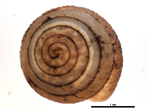  ( - BIOUG14969-H07)  @13 [ ] CreativeCommons - Attribution (2014) CBG Photography Group Centre for Biodiversity Genomics