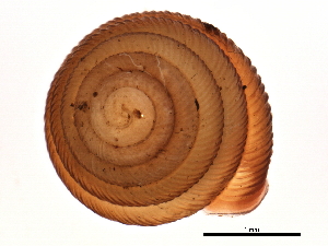  ( - BIOUG14969-H08)  @13 [ ] CreativeCommons - Attribution (2014) CBG Photography Group Centre for Biodiversity Genomics