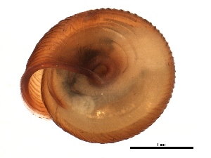  ( - BIOUG14969-H08)  @13 [ ] CreativeCommons - Attribution (2014) CBG Photography Group Centre for Biodiversity Genomics