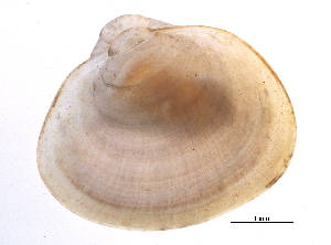  ( - BIOUG15001-C06)  @11 [ ] CreativeCommons - Attribution (2014) CBG Photography Group Centre for Biodiversity Genomics