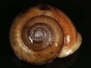  ( - BIOUG15001-C09)  @11 [ ] CreativeCommons - Attribution (2014) CBG Photography Group Centre for Biodiversity Genomics