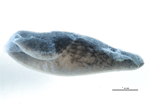  ( - BIOUG15001-F03)  @13 [ ] CreativeCommons - Attribution (2014) CBG Photography Group Centre for Biodiversity Genomics