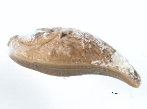  ( - BIOUG15001-F11)  @13 [ ] CreativeCommons - Attribution (2014) CBG Photography Group Centre for Biodiversity Genomics