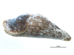  ( - BIOUG15001-G03)  @13 [ ] CreativeCommons - Attribution (2014) CBG Photography Group Centre for Biodiversity Genomics