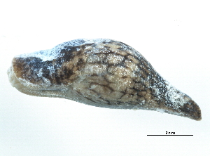  ( - BIOUG15001-G05)  @13 [ ] CreativeCommons - Attribution (2014) CBG Photography Group Centre for Biodiversity Genomics