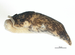  ( - BIOUG15001-G06)  @13 [ ] CreativeCommons - Attribution (2014) CBG Photography Group Centre for Biodiversity Genomics