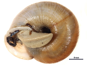  ( - BIOUG15235-H09)  @11 [ ] CreativeCommons - Attribution (2014) CBG Photography Group Centre for Biodiversity Genomics