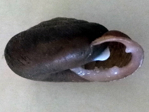 ( - BIOUG37881-G05)  @11 [ ] CreativeCommons - Attribution (2018) Annegret Nicolai Centre for Biodiversity Genomics