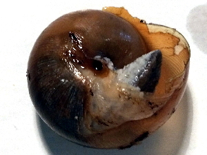  ( - BIOUG37881-G06)  @11 [ ] CreativeCommons - Attribution (2018) Annegret Nicolai Centre for Biodiversity Genomics