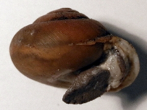  ( - BIOUG37881-G10)  @11 [ ] CreativeCommons - Attribution (2018) Annegret Nicolai Centre for Biodiversity Genomics