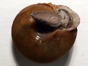  ( - BIOUG37881-G10)  @11 [ ] CreativeCommons - Attribution (2018) Annegret Nicolai Centre for Biodiversity Genomics