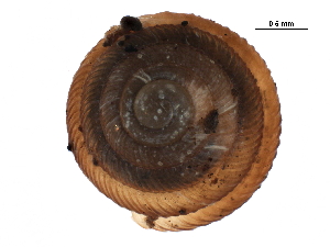  ( - BIOUG27664-A03)  @11 [ ] CreativeCommons - Attribution (2016) CBG Photography Group Centre for Biodiversity Genomics