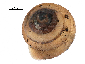  ( - BIOUG27664-A04)  @11 [ ] CreativeCommons - Attribution (2016) CBG Photography Group Centre for Biodiversity Genomics