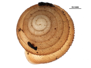  ( - BIOUG27664-A05)  @12 [ ] CreativeCommons - Attribution (2016) CBG Photography Group Centre for Biodiversity Genomics