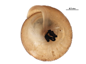  ( - BIOUG27664-A06)  @12 [ ] CreativeCommons - Attribution (2016) CBG Photography Group Centre for Biodiversity Genomics