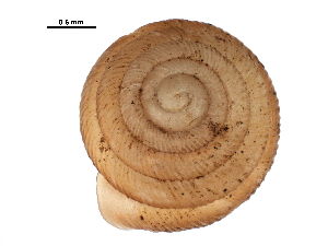  ( - BIOUG27664-A06)  @12 [ ] CreativeCommons - Attribution (2016) CBG Photography Group Centre for Biodiversity Genomics