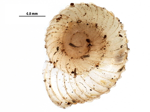  ( - BIOUG27664-B01)  @12 [ ] CreativeCommons - Attribution (2016) CBG Photography Group Centre for Biodiversity Genomics