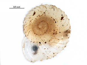  ( - BIOUG27664-B03)  @12 [ ] CreativeCommons - Attribution (2016) CBG Photography Group Centre for Biodiversity Genomics