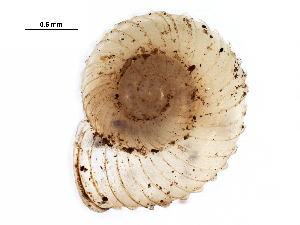  ( - BIOUG27664-B04)  @12 [ ] CreativeCommons - Attribution (2016) CBG Photography Group Centre for Biodiversity Genomics