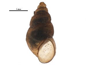  ( - BIOUG27664-E12)  @11 [ ] CreativeCommons - Attribution (2016) CBG Photography Group Centre for Biodiversity Genomics