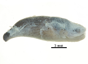  ( - BIOUG27665-D05)  @13 [ ] CreativeCommons - Attribution (2016) CBG Photography Group Centre for Biodiversity Genomics