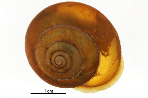  ( - BIOUG27665-D07)  @11 [ ] CreativeCommons - Attribution (2016) CBG Photography Group Centre for Biodiversity Genomics