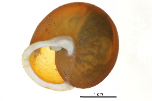  ( - BIOUG27665-D07)  @11 [ ] CreativeCommons - Attribution (2016) CBG Photography Group Centre for Biodiversity Genomics