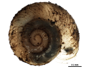  ( - BIOUG27665-H11)  @11 [ ] CreativeCommons - Attribution (2016) CBG Photography Group Centre for Biodiversity Genomics