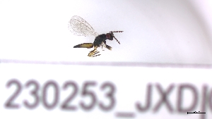  ( - 230253_JXD)  @11 [ ] by-nc-sa (2023) Unspecified Tromsoe University Museum