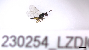  ( - 230254_LZD)  @11 [ ] by-nc-sa (2023) Unspecified Tromsoe University Museum