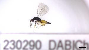  ( - 230290_DAB)  @11 [ ] by-nc-sa (2023) Unspecified Tromsoe University Museum