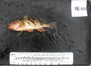  ( - RE-20)  @12 [ ] No Rights Reserved  Unspecified Unspecified