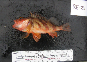  ( - RE-21)  @12 [ ] No Rights Reserved  Unspecified Unspecified