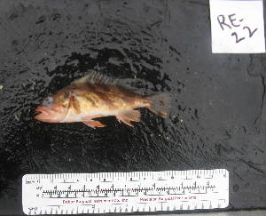  ( - RE-22)  @12 [ ] No Rights Reserved  Unspecified Unspecified