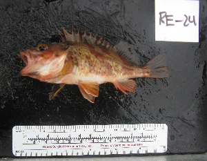  ( - RE-24)  @12 [ ] No Rights Reserved  Unspecified Unspecified