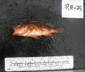  ( - RE-25)  @12 [ ] No Rights Reserved  Unspecified Unspecified